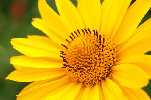 Power Flower: The Many Benefits of Arnica